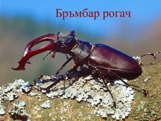 Бръмб а р рогач   