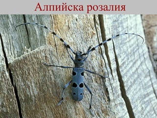 Алпийска розалия   