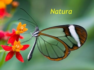 Natura 