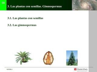 3. Las plantas con semillas. Gimnospermas 3.1. Las plantas con semillas 3.2.  Las gimnospermas 10 