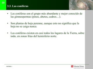 3.3. Las con íferas Las con íferas son el grupo más abundante y mejor conocido de las gimnospermas (pinos, abetos, cedros…). Son plantas de hoja perenne, aunque esto no significa que la hoja no se caiga nunca. Las coníferas existen en casi todos los lugares de la Tierra, sobre todo, en zonas frías del hemisferio norte. 10 