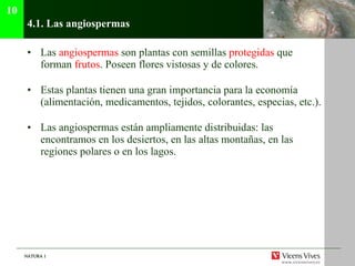 4.1. Las angiospermas Las  angiospermas  son plantas con semillas  protegidas  que forman  frutos . Poseen flores vistosas y de colores. Estas plantas tienen una gran importancia para la econom ía (alimentación, medicamentos, tejidos, colorantes, especias, etc.). Las angiospermas est án ampliamente distribuidas: las encontramos en los desiertos, en las altas montañas, en las regiones polares o en los lagos.  10 