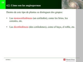 4.2. C ómo son las angiospermas Dentro de este tipo de plantas se distinguen dos grupos:  Las  monocotiled óneas  (un cotiledón), como los lirios, los cereales, etc. Las  dicotiledóneas  (dos cotiledones), como el haya, el roble, etc. 10 