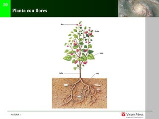 Planta con flores 10 