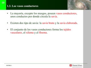 1.3. Los vasos conductores La mayor ía, excepto los musgos, poseen  vasos conductores , unos conductos por donde circula la  savia . Existen dos tipo de savia: la  savia bruta  y la  savia elaborada . El conjunto de los vasos conductores forma los  tejidos vasculares , el  xilema  y el  floema . 10 