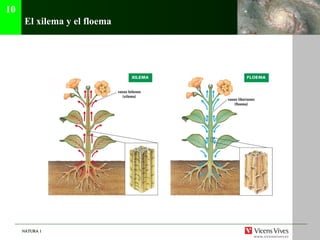 El xilema y el floema 10 