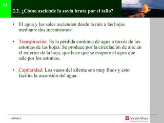 2.2.  ¿Cómo asciende la savia bruta por el tallo? El agua y las sales ascienden desde la raíz a las hojas mediante dos mecanismos: Transpiración.  Es la pérdida continua de agua a través de los estomas de las hojas. Se produce por la circulación de aire en el exterior de la hoja, que hace que se evapore el agua que sale por los estomas. Capilaridad.  Los vasos del xilema son muy finos y esto facilita la ascensión del agua. 01 