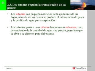 2.3.  Los estomas regulan la transpiración de las plantas Los  estomas  son pequeños orificios de la epidermis de las hojas, a través de los cuales se produce el intercambio de gases y la pérdida de agua por transpiración. Los estomas poseen unas  células  denominadas  oclusivas , que, dependiendo de la cantidad de agua que posean, permiten que se abra o se cierre el poro del estoma. 01 