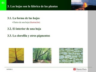 3.  Las hojas son la fábrica de las plantas 3.1.  La forma de las hojas •  Partes de una hoja ( ilustraci ón ) 3.2.  El interior de una hoja 3.3.  La clorofila y otros pigmentos 01 
