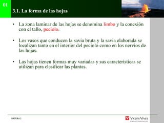 3.1.  La forma de las hojas La zona laminar de las hojas se denomina  limbo  y la conexión con el tallo,  peciolo . Los vasos que conducen la savia bruta y la savia elaborada se localizan tanto en el interior del peciolo como en los nervios de las hojas . Las hojas tienen formas muy variadas y sus características se utilizan para clasificar las plantas. 01 