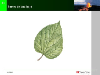Partes de una hoja 01 