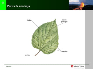 Partes de una hoja 01 