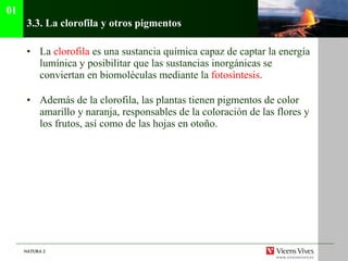 3.3.  La clorofila y otros pigmentos La  clorofila  es una sustancia química capaz de captar la energía lumínica y posibilitar que las sustancias inorgánicas se conviertan en biomoléculas mediante la  fotosíntesis . Además de la clorofila, las plantas tienen pigmentos de color amarillo y naranja, responsables de la coloración de las flores y los frutos, así como de las hojas en otoño. 01 