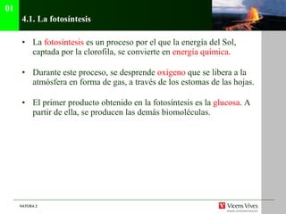 4.1.  La fotosíntesis La  fotosíntesis  es un proceso por el que la energía del Sol, captada por la clorofila, se convierte en  energía química . Durante este proceso, se desprende  oxígeno  que se libera a la atmósfera en forma de gas, a través de los estomas de las hojas. El primer producto obtenido en la fotosíntesis es la  glucosa . A partir de ella, se producen las demás biomoléculas. 01 
