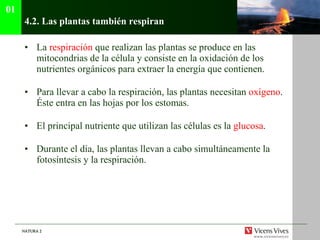 4.2.  Las plantas también respiran La  respiración  que realizan las plantas se produce en las mitocondrias de la célula y consiste en la oxidación de los nutrientes orgánicos para extraer la energía que contienen. Para llevar a cabo la respiración, las plantas necesitan  oxígeno . Éste entra en las hojas por los estomas. El principal nutriente que utilizan las células es la  glucosa . Durante el día, las plantas llevan a cabo simultáneamente la fotosíntesis y la respiración. 01 
