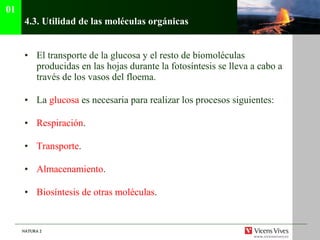 4.3.  Utilidad de las moléculas orgánicas El transporte de la glucosa y el resto de biomoléculas producidas en las hojas durante la fotosíntesis se lleva a cabo a través de los vasos del floema. La  glucosa  es necesaria para realizar los procesos siguientes: Respiración . Transporte . Almacenamiento . Biosíntesis de otras moléculas . 01 
