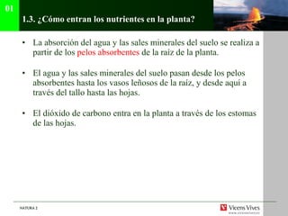 1.3.  ¿Cómo entran los nutrientes en la planta? La absorción del agua y las sales minerales del suelo se realiza a partir de los  pelos absorbentes  de la raíz de la planta . El agua y las sales minerales del suelo pasan desde los pelos absorbentes hasta los vasos leñosos de la raíz, y desde aquí a través del tallo hasta las hojas. El dióxido de carbono entra en la planta a través de los estomas de las hojas. 01 