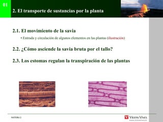 2.  El transporte de sustancias por la planta   2.1.  El movimiento de la savia •  Entrada y circulación de algunos elementos en las plantas ( ilustraci ón ) 2.2. ¿Cómo asciende la savia bruta por el tallo? 2.3. Los estomas regulan la transpiración de las plantas 01 