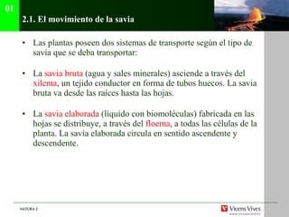 2.1.  El movimiento de la savia Las plantas poseen dos sistemas de transporte según el tipo de savia que se deba transportar: La  savia bruta  (agua y sales minerales) asciende a través del  xilema , un tejido conductor en forma de tubos huecos. La savia bruta va desde las raíces hasta las hojas. La  savia elaborada  (líquido con biomoléculas) fabricada en las hojas se distribuye, a través del  floema , a todas las células de la planta. La savia elaborada circula en sentido ascendente y descendente. 01 