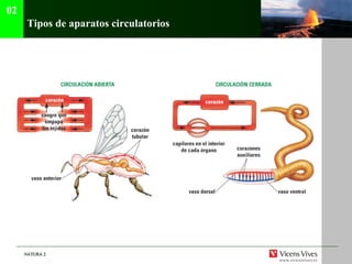 Tipos de aparatos circulatorios 02 