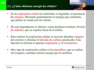 3.1. ¿ Cómo obtienen energía las células ? En la  respiración celular  los nutrientes se degradan, en presencia de  oxígeno , liberando gradualmente la energía que contienen, que puede ser usada por las células. De esta degradación se obtiene, como producto residual,  dióxido de carbono , que se expulsa fuera de la célula. Para realizar la respiración celular se necesita absorber  oxígeno  del exterior y eliminar el  dióxido de carbono  producido. Esta función la realizan el aparato  respiratorio  y el  circulatorio . Otro tipo de respiración celular es la  anaeróbica , que se realiza sin oxígeno y produce menos energía que la aeróbica. 02 