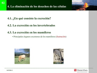 4.  La eliminaci ón de los desechos de las células 4.1.  ¿En qué consiste la excreción? 4.2. La excreción en los invertebrados 4.3. La excreción en los mamíferos •  Principales órganos excretores de los mamíferos ( ilustraci ón ) 02 