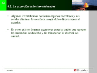 4.2.  La excreción en los invertebrados Algunos invertebrados no tienen órganos excretores y sus células eliminan los residuos arrojándolos directamente al exterior. En otros existen órganos excretores especializados que recogen las sustancias de desecho y las transportan al exterior del animal. 02 