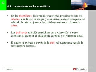 4.3.  La excreción en los mamíferos En los  mamíferos , los órganos excretores principales son los  riñones , que filtran la sangre y eliminan el exceso de agua y de sales de la misma, junto a los residuos tóxicos, en forma de  orina . Los  pulmones  también participan en la excreción, ya que expulsan al exterior el dióxido de carbono y el vapor de agua. El sudor se excreta a través de la  piel . Al evaporarse regula la temperatura corporal. 02 
