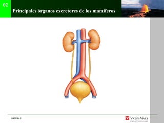 Principales órganos excretores de los mamíferos 02 