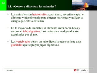 1.1.  ¿C ó mo se alimentan los animales? Los animales son  heterótrofos  y, por tanto, necesitan captar el alimento y transformarlo para obtener nutrientes y utilizar la energía que éstos contienen. En la mayoría de animales, el alimento entra por la boca y recorre el  tubo digestivo . Los materiales no digeridos son expulsados por el ano. Los  vertebrados  tienen un tubo digestivo que contiene unas  glándulas  que segregan jugos digestivos. 02 