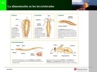 La alimentación en los invertebrados 02 