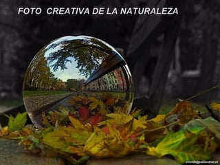 [email_address] FOTO  CREATIVA DE LA NATURALEZA 