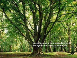 Necesitas que la naturaleza te enseñe  y te ayude a reconectar con tu Ser.   