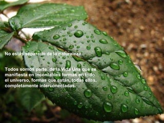 No estás separado de la naturaleza.   Todos somos parte  de la Vida Una que se manifiesta en incontables formas en todo el universo, formas que están, todas ellas, completamente interconectadas.       