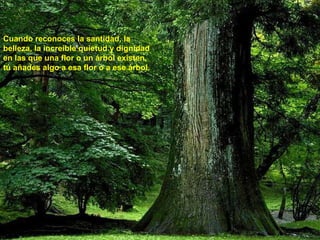 Cuando reconoces la santidad, la belleza, la increíble quietud y dignidad en las que una flor o un árbol existen, tú añades algo a esa flor o a ese árbol. 