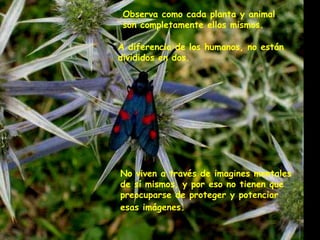 Observa como cada planta y animal  son completamente ellos mismos. A diferencia de los humanos, no están  divididos en dos. No viven a través de imagines mentales  de sí mismos, y por eso no tienen que  preocuparse de proteger y potenciar  esas imágenes.   