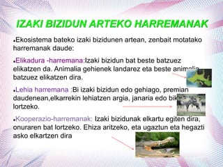 IZAKI BIZIDUN ARTEKO HARREMANAK
Ekosistema bateko izaki bizidunen artean, zenbait motatako
harremanak daude:
Elikadura -harremana:Izaki bizidun bat beste batzuez
elikatzen da. Animalia gehienek landarez eta beste animalia
batzuez elikatzen dira.
Lehia harremana :Bi izaki bizidun edo gehiago, premian
daudenean,elkarrekin lehiatzen argia, janaria edo bikotekidea
lortzeko.
Kooperazio-harremanak: Izaki bizidunak elkartu egiten dira,
onuraren bat lortzeko. Ehiza aritzeko, eta ugaztun eta hegazti
asko elkartzen dira
 
