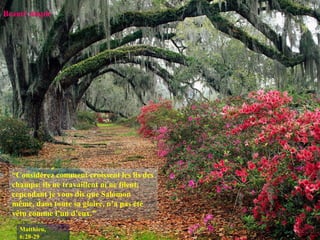 Beauté simple “ Considérez comment croissent les lis des champs: ils ne travaillent ni ne filent; cependant je vous dis que Salomon même, dans toute sa gloire, n’a pas été vêtu comme l’un d’eux.” Matthieu, 6:28-29 