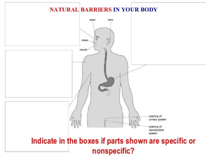 Microbes And Natural Barriers In Your Body