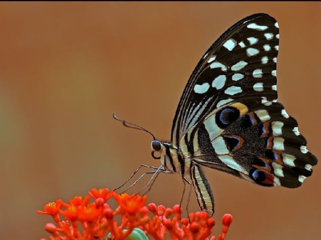 natural-beauty-ppt