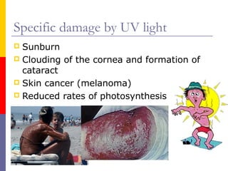 Specific damage by UV light
Sunburn
 Clouding of the cornea and formation of
cataract
 Skin cancer (melanoma)
 Reduced rates of photosynthesis


 