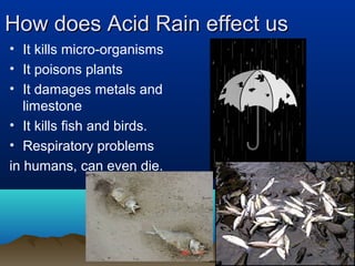 How does Acid Rain effect us
• It kills micro-organisms
• It poisons plants
• It damages metals and
limestone
• It kills fish and birds.
• Respiratory problems
in humans, can even die.

 