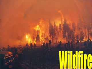 Wildfire