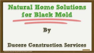Natural Home Solutions for Black Mold