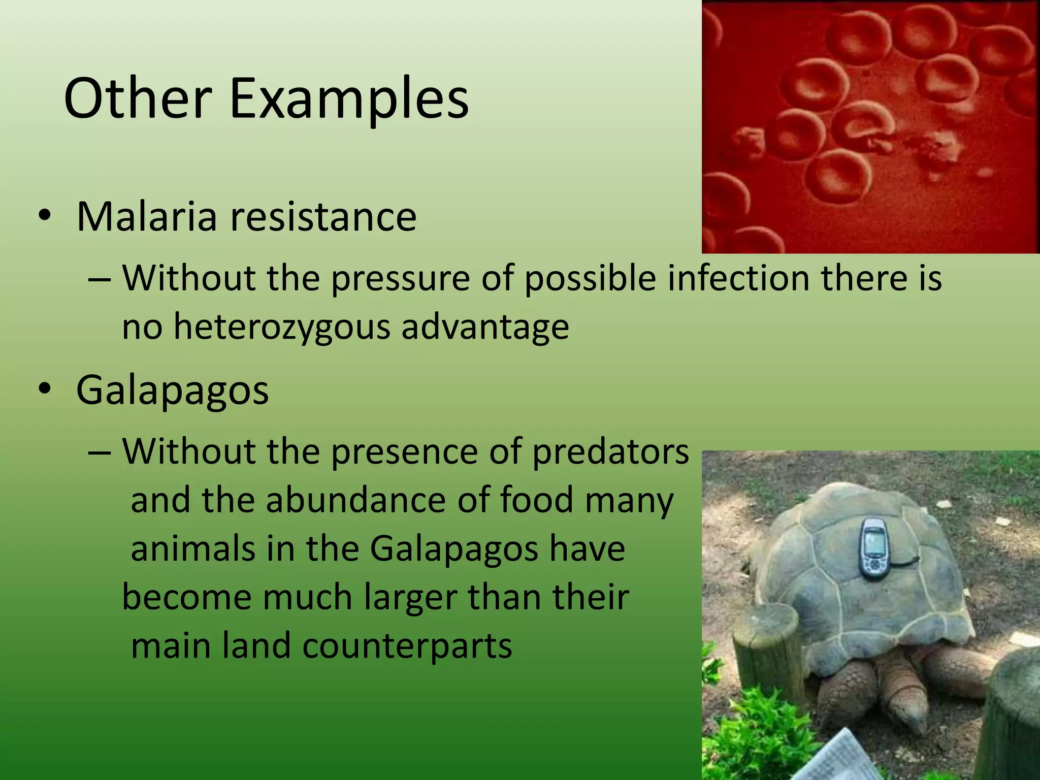 Other Examples Malaria resistanceWithout the pressure of possible infection there is no heterozygous advantageGalapagos Without the presence of predators and the abundance of food many animals in the Galapagos have become much larger than their main land counterparts 