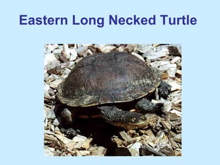 Eastern Long Necked Turtle
 