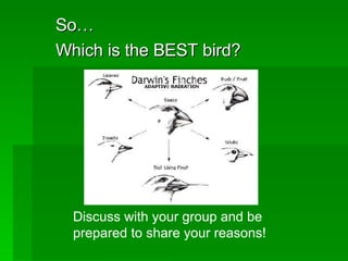 So… Which is the BEST bird? Discuss with your group and be prepared to share your reasons! 
