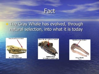 Fact The Gray Whale has evolved, through natural selection, into what it is today 