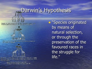Darwin’s Hypothesis “ Species originated by means of natural selection, or through the preservation of the favoured races in the struggle for life."  