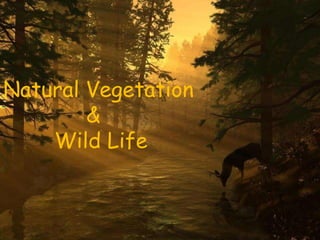 Natural Vegetation &
Wildlife
Natural Vegetation
&
Wild Life
 